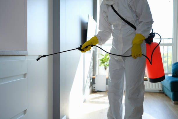 Best Mold Odor Removal Services  in Holly Hill, FL